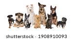 Group Of Nine Mixed Breed Dogs...
