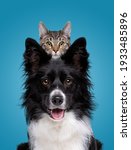 border collie dog portrait with a hiding cat behind in front of a blue background