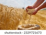 Small photo of Wheat grain in a hand after good harvest of successful farmer in a background agricultural machinery combine harvester working on the field