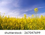 Yellow Oil seed rape flowers