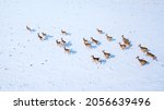 Small photo of Aerial view of a running herd of roe deer in winter. Beautiful wildlife scenery of roe deer in snowy landscape. West Bohemia in Czech republic, European union.