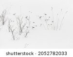 Dry flowers and grass are in white snow, abstract natural winter background photo