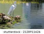 White bird at the lake coast ...