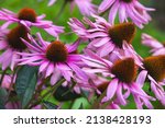 Echinacea purpurea also known...