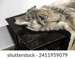 Wolf pelt lay on the dark wooden dresser