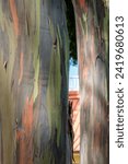 Small photo of Rainbow Eucalyptus tree bark in oahu hawaii near dole plantation