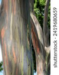 Small photo of Rainbow Eucalyptus tree bark in oahu hawaii near dole plantation