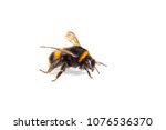 Macro Of A Bumblebee  Bombus ...