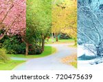 A composite collage of four image of the same street lined with cherry trees, photographed in all four seasons from the exact same location. Branches in the trees line up perfectly. 