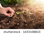 Farmer's hand planting seeds in ...