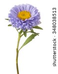 Small photo of Studio Shot of Blue Colored China Aster Flower Isolated on White Background. Large Depth of Field (DOF). Macro.