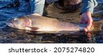 Small photo of Wild Lahotan cutthroat trout caught and released in Pyramid Lake, Nevada, USA