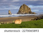 Famous wild bunnies on Cannon Beach, Oregon