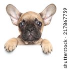 Funny French Bulldog Puppy Over ...