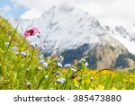 Mountain flower meadow in springtime