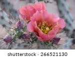 Prickly Pear Cactus With Pink...