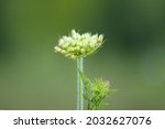 Awesome Wild Carrot...