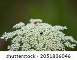 Awesome Wild Carrot...