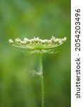 Wild Carrot Inflorescence In...