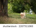 Small photo of Cute shaggy toy poodle on the lawn frolic vigorously on a walk
