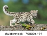 Single Snow Leopard Cub Running ...