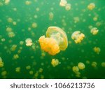 A Millions Of Yellow Jellyfish  ...