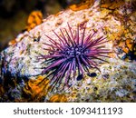 Sea Urchin On Rock. Sea Urchin...