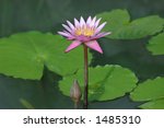Purple Lotus In Pond