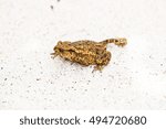Small photo of Hoptoad on tile in garden during summertime.