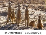 Suricate Family Standing In The ...