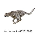 Cheetah  Running  Isolated On...