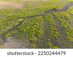 Top aerial panoramic view of green steppe or meadow in summer, landscape with trees and bushes, drought, cows in the pasture.