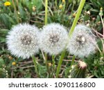 Small photo of Dandelions fadeaway detail