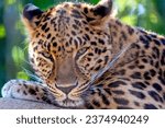 Close-up portrait of a leopard relaxing making eye contact 