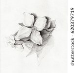 sketch of jasmine flower | Shutterstock . vector #620379719