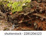 Fallen Tree Trunk With Moss And ...