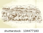vineyard france   hand drawn... | Shutterstock .eps vector #134477183