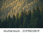 Scenic Mountain Hills Forest Illuminated by Sunset Light. Forestry Scenery.