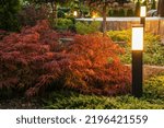 Red Japanese Maple Plant Illuminated by Bollard Outdoor Landscape Lights. Backyard Garden with Concrete Porch in the Background.