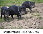 The Collared Peccary  Dicotyles ...