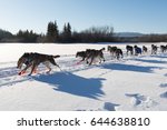 Dog team racing in Yukon Quest 1,000 Mile International Sled Dog Race in beautiful Yukon Territory, Canada, winter snow landscape