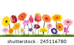 colorful flowers growing in the ... | Shutterstock . vector #245116780