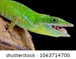 The Haitian White Lipped Anole...