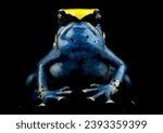 Small photo of Dyeing poison dart frog (Dendrobates tinctorius) "Patricia"
