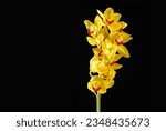 Branch yellow orchid with stem...