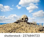 Small human skull on the desert ...