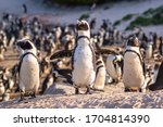 Humboldt Penguin  Spheniscus...