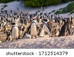 Humboldt Penguin Colony ...