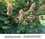 Small photo of Oakleaf Hydrangea, a deciduous shrub with large showy flowers in mid summer.