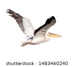 Large pelican bird in flight...